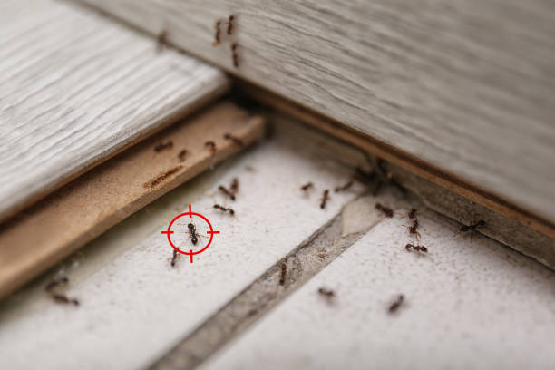 Best Emergency Pest Control  in Monarch Mill, SC