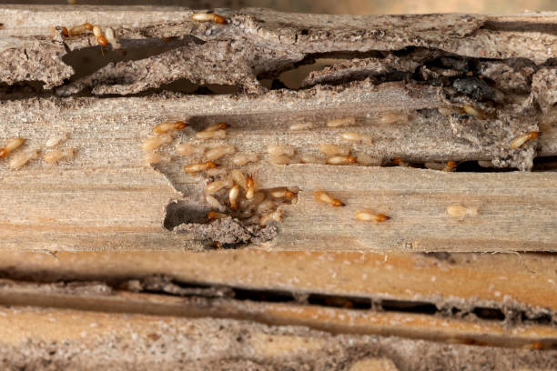 Best Pest Prevention Services  in Monarch Mill, SC